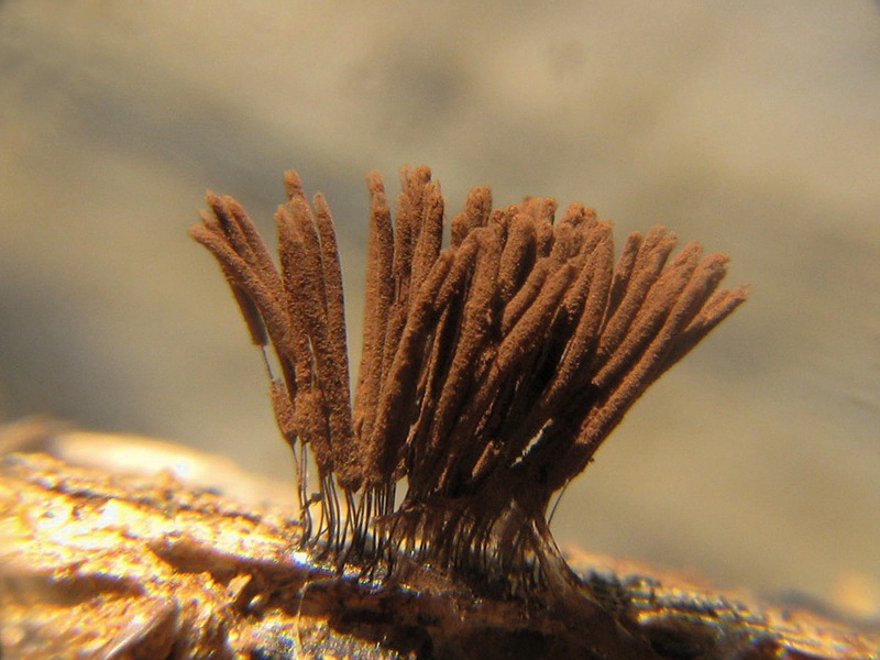 Stemonitis axifera?