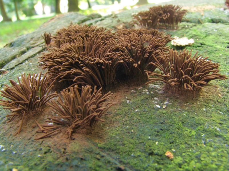 Stemonitis axifera?