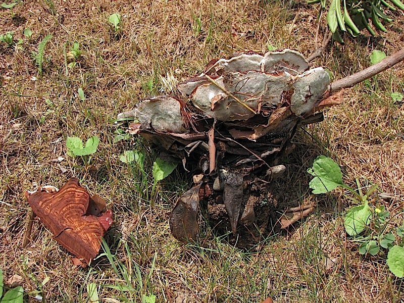 fungo coriaceo (crescita di Ganoderma sp.)