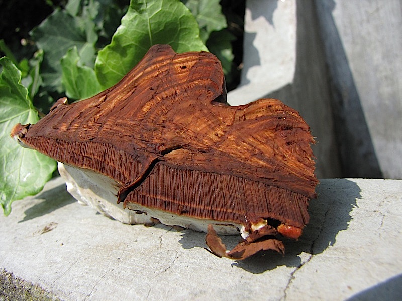 fungo coriaceo (crescita di Ganoderma sp.)