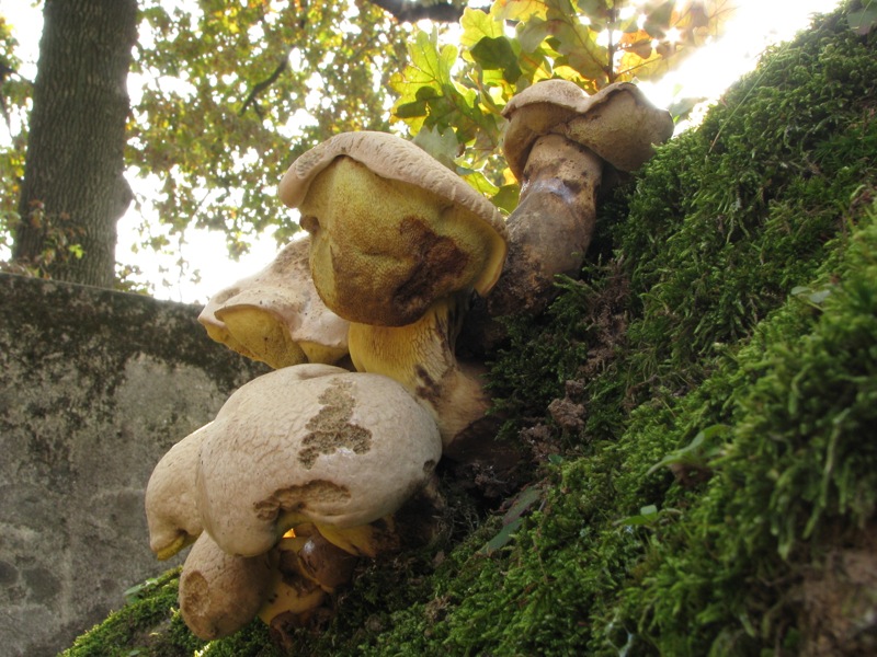 dalle desolatio alla consolatio: Quiz