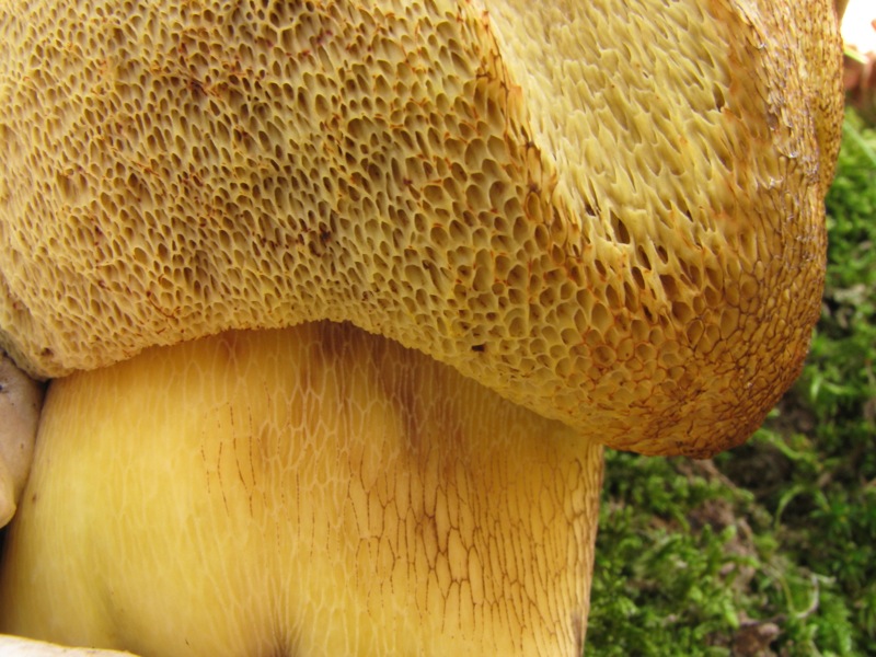 dalle desolatio alla consolatio: Quiz