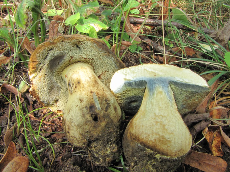 dalle desolatio alla consolatio: Quiz