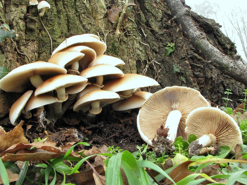 identificazione2 (Agrocybe parasitica)