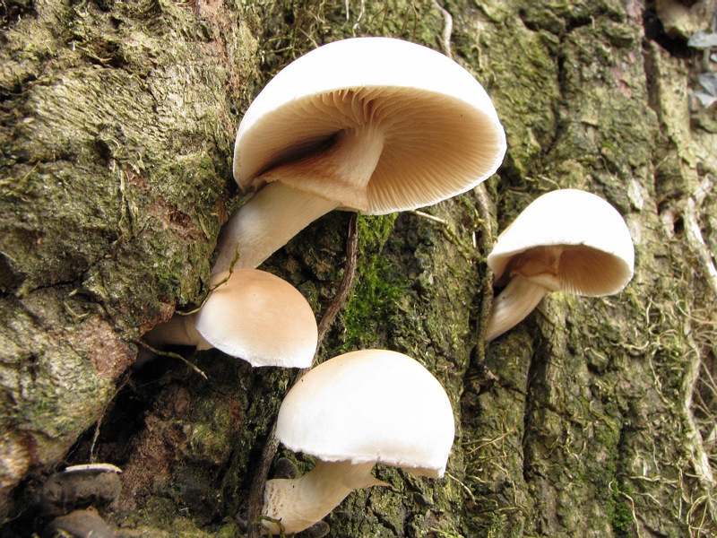 identificazione2 (Agrocybe parasitica)