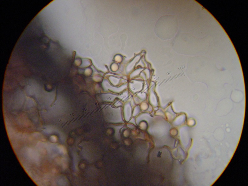 Stemonitis axifera?