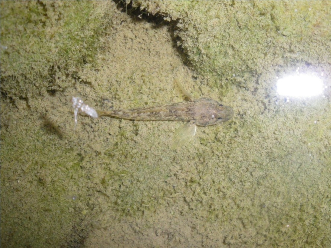 identificazione ghiozzo