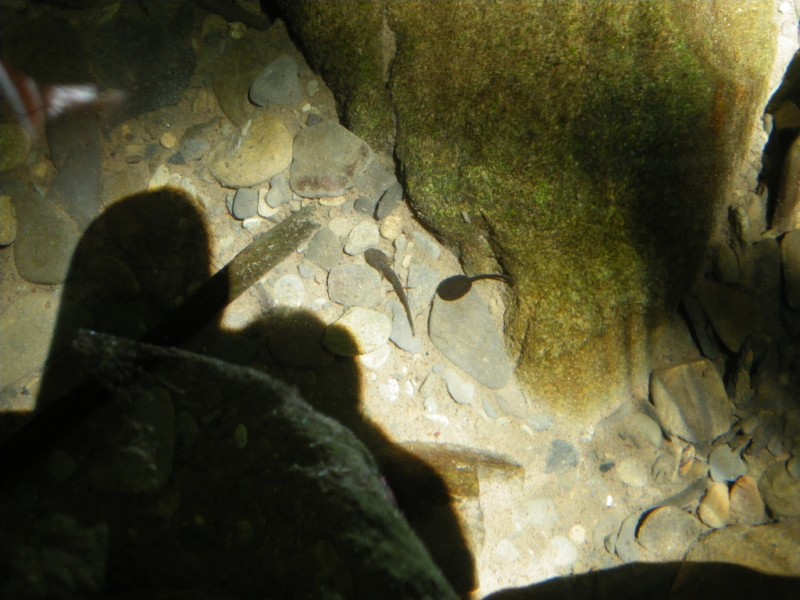 ovature da identificare