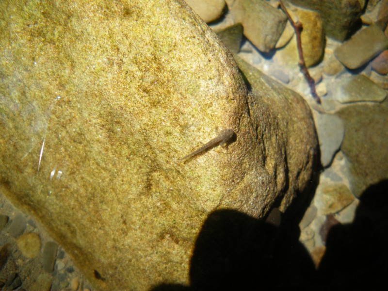 ovature da identificare