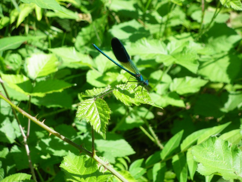 altre da identificare