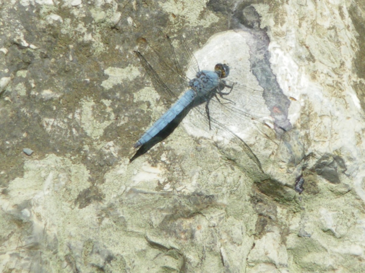 libellula depressa? - Orthetrum brunneum (maschio)