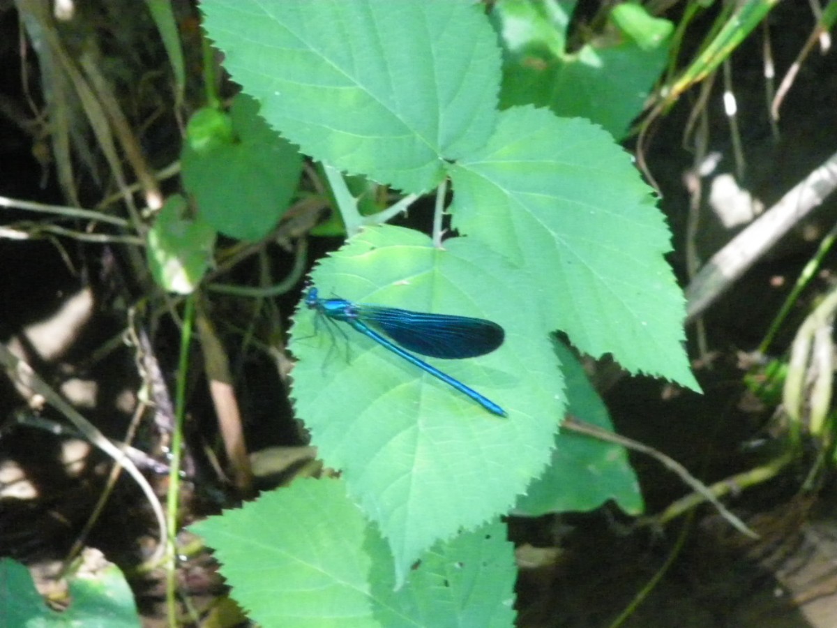 Calopteryx virgo meridionalis