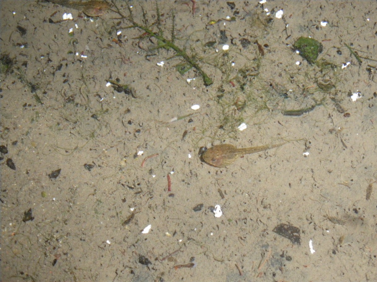 Rana italica