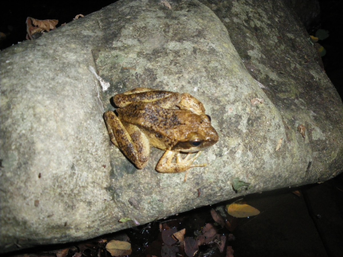 Rana italica