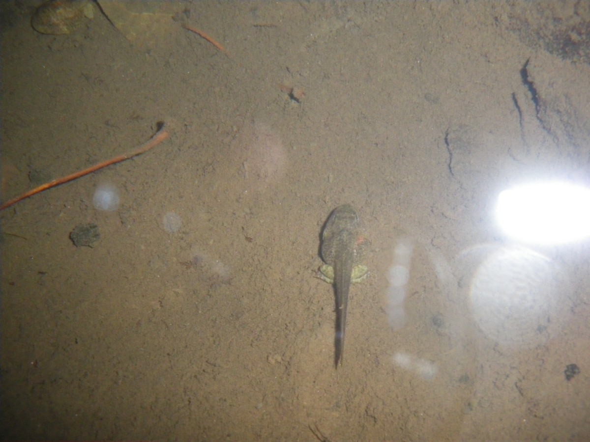 Rana italica