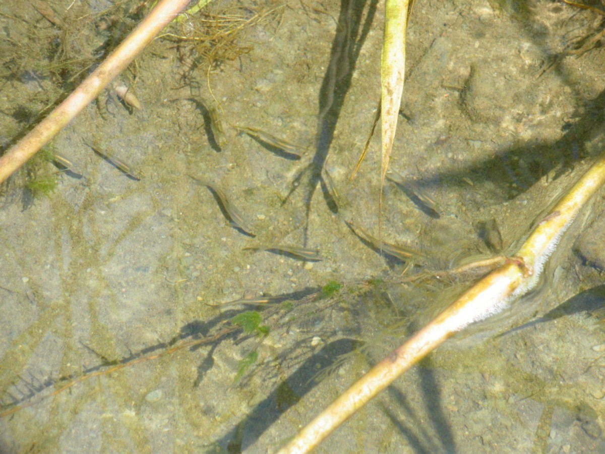 avannotti