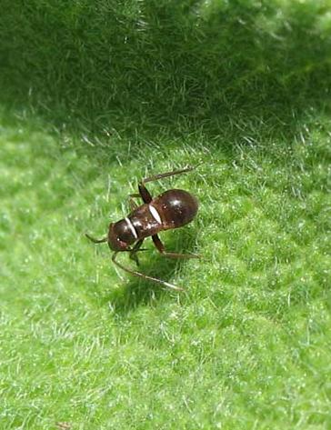 Miridae: Pilophorus sp. (juv.)