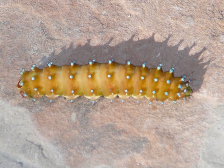 identificazione bruco