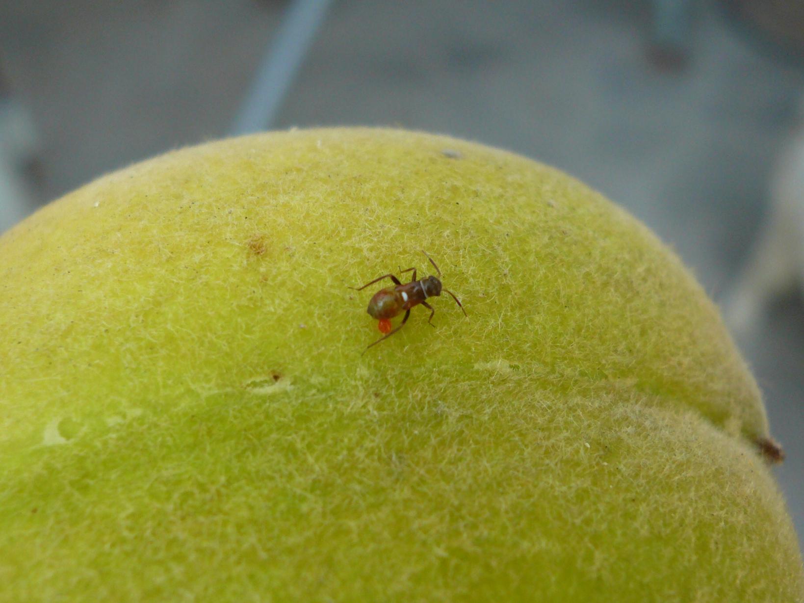 Miridae: Pilophorus sp. (juv.)