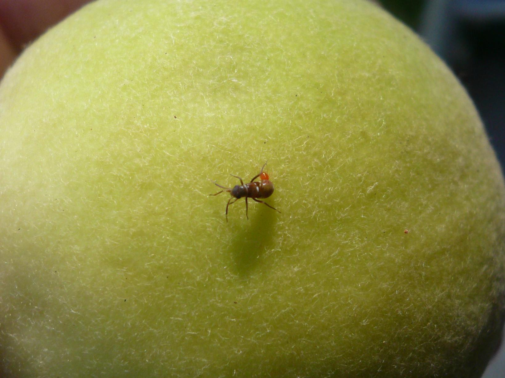Miridae: Pilophorus sp. (juv.)