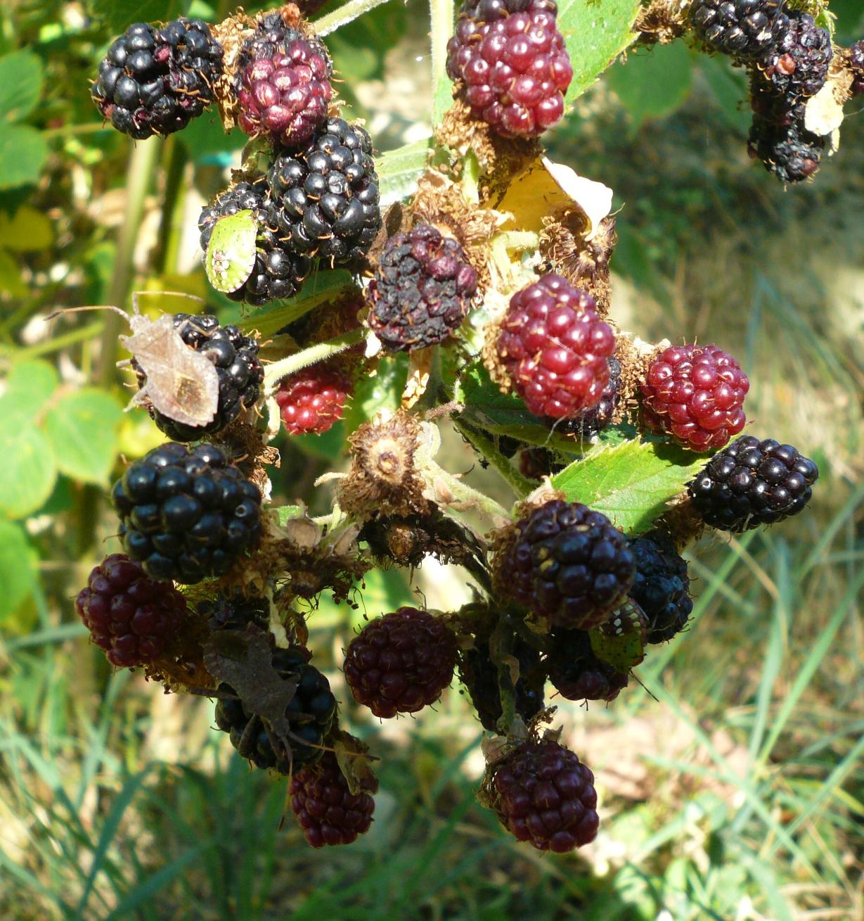 Ninfe e adulti di Coreus marginatus e Nezara viridula