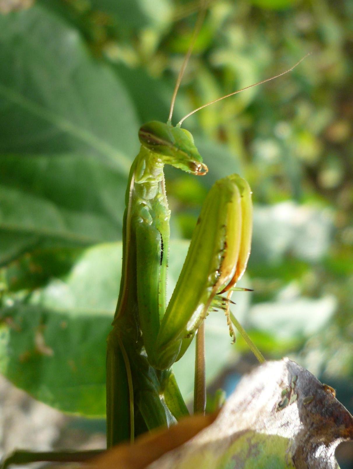 Mantide nascosta fra le foglie del calicantus