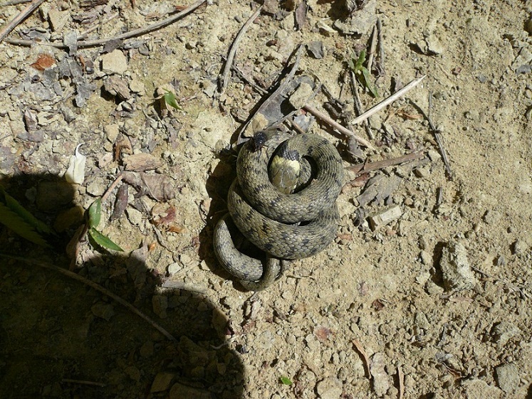 nuovi rospetti