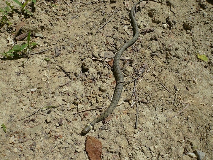 nuovi rospetti