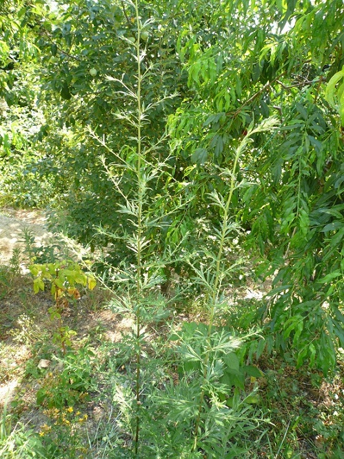 Artemisia vulgaris