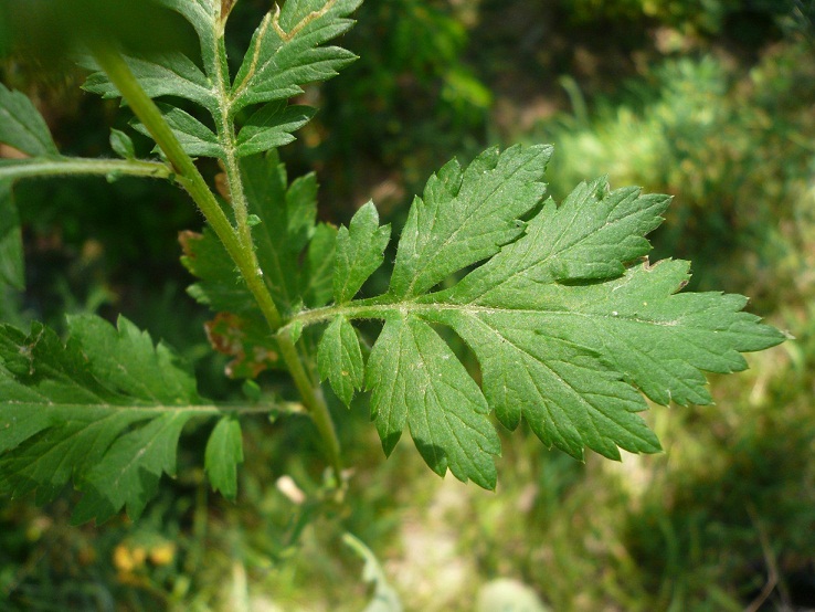 Artemisia vulgaris