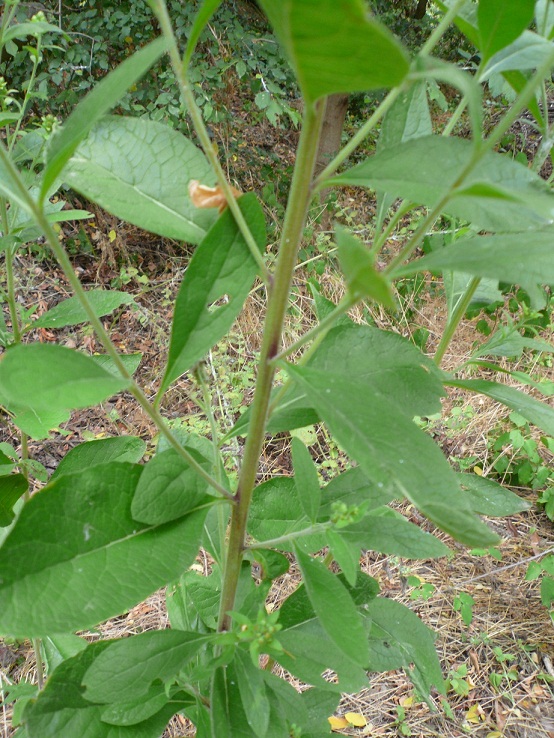 Pentanema conyzae (=Inula conyzae) / Enula baccherina