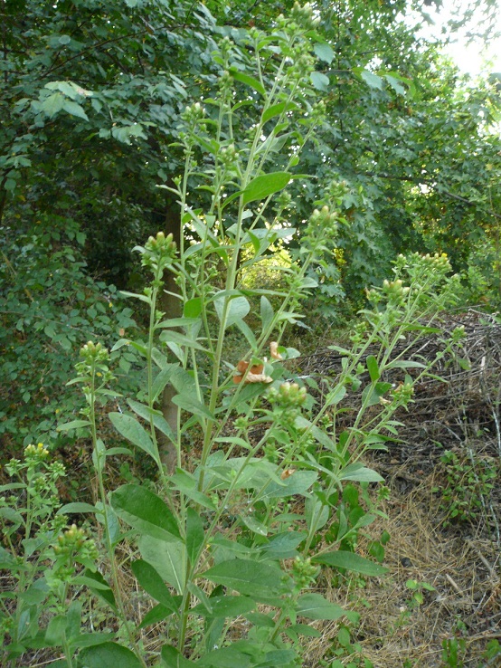 Pentanema conyzae (=Inula conyzae) / Enula baccherina