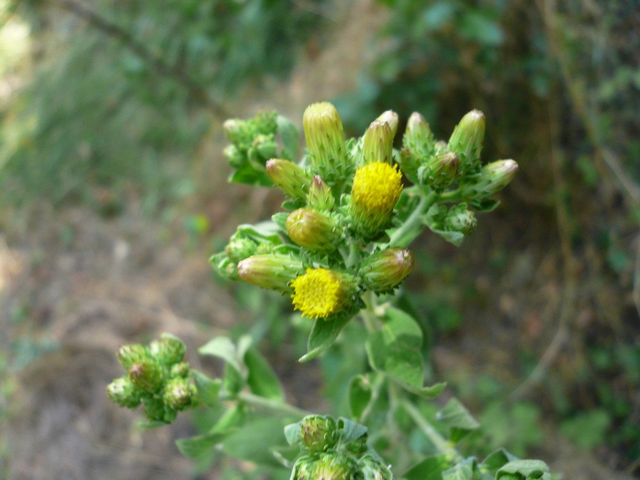 Pentanema conyzae (=Inula conyzae) / Enula baccherina