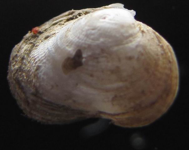 bivalve all''interno di legno massacrato da Teredo navalis