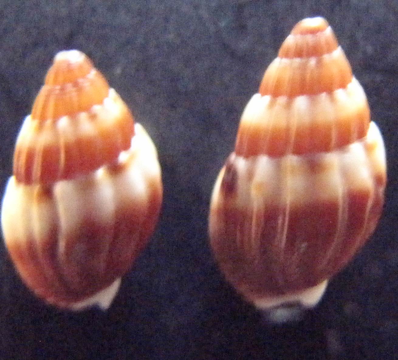 Nassarius cuvierii?