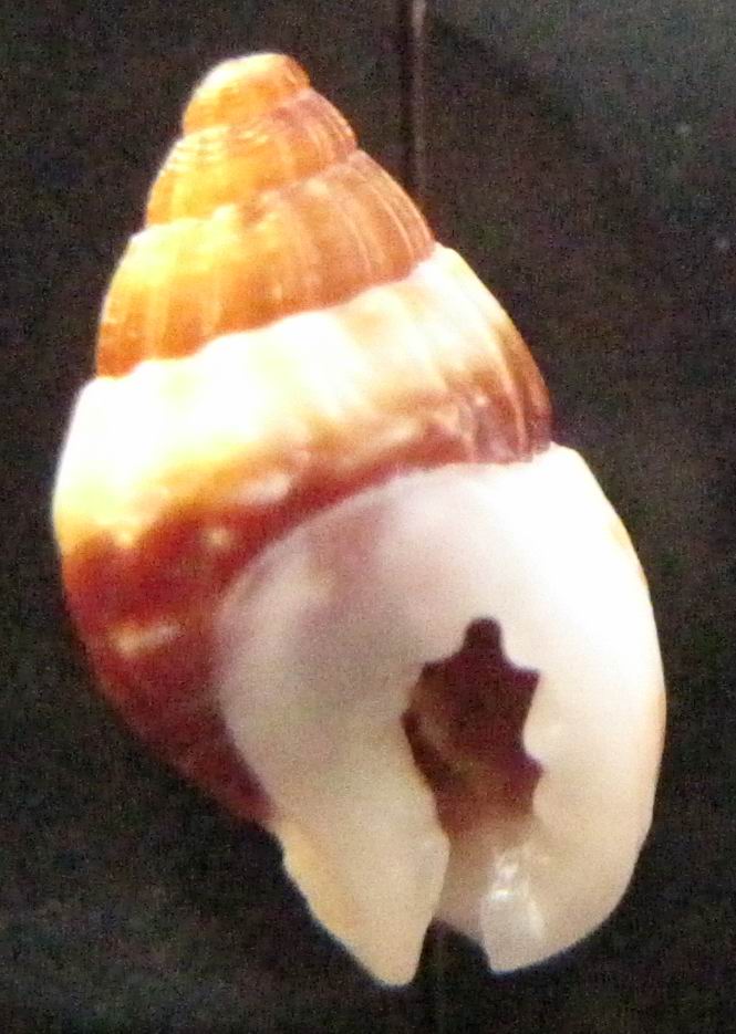 Nassarius cuvierii?