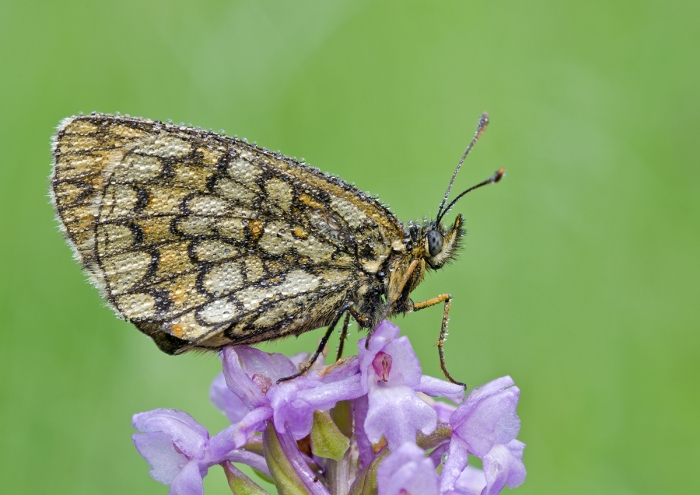 ID Melitaea