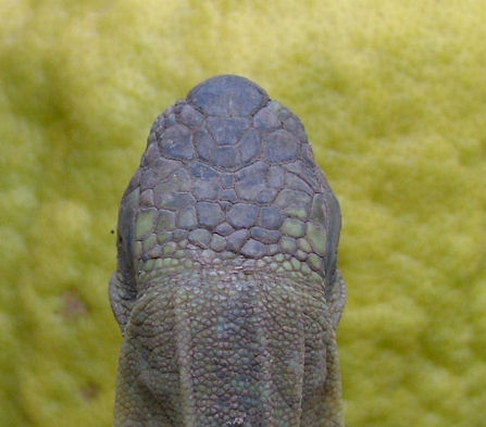 Turchia1: Testudo graeca