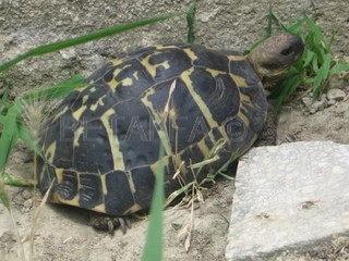 T.hermanni hermanni melanica