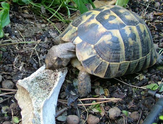 T.hermanni hermanni melanica