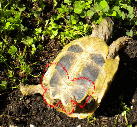 Turchia1: Testudo graeca