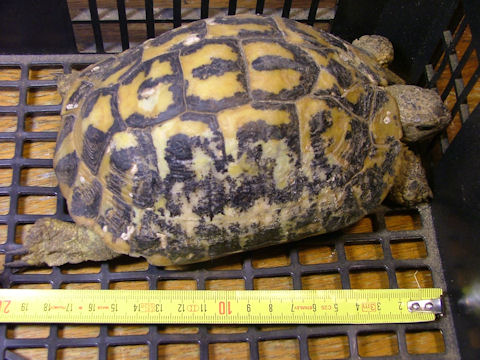 Testudo marginata...vecchissima!