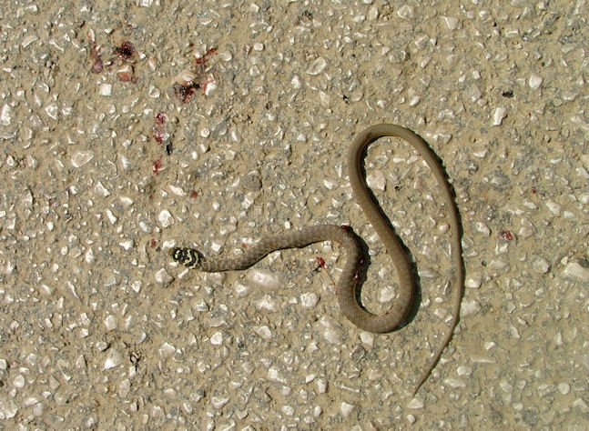 Il Colubro di Esculapio, il più dolce dei nostri serpenti