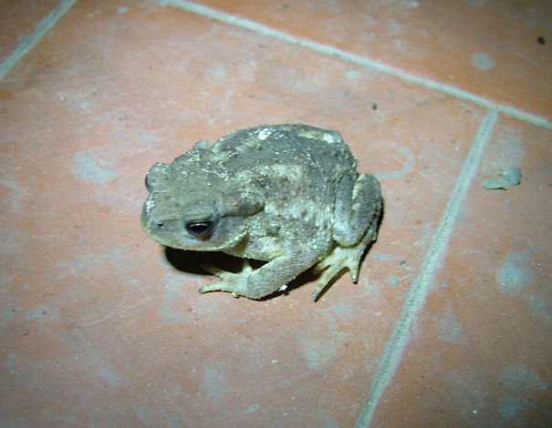 Giovani rospi crescono