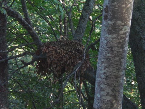 Nido appenninico di Aquila reale o Biancone?