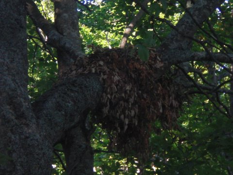 Nido appenninico di Aquila reale o Biancone?