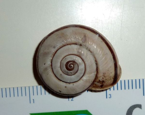 Chilostoma da Tremezzo-CO-