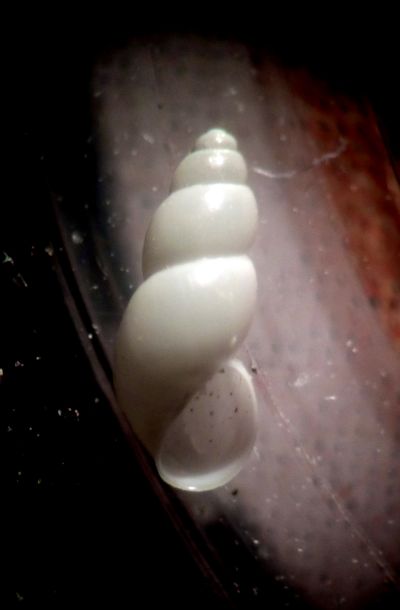 quasi micro