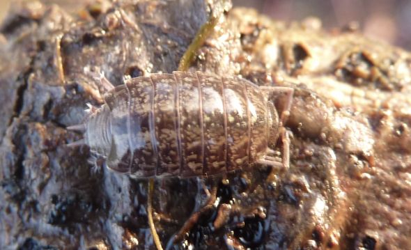 Philoscia?