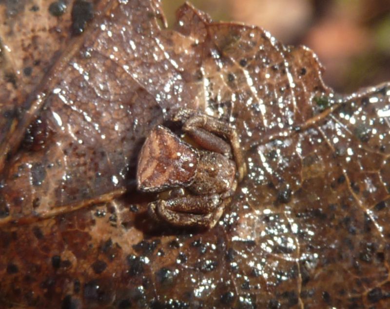 Pistius truncatus